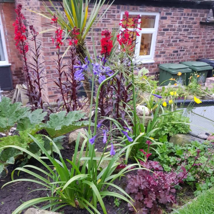 plant image 525613