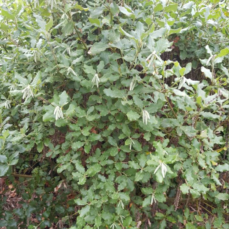 plant image 525953