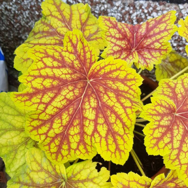 plant image 528291 plant image 528291