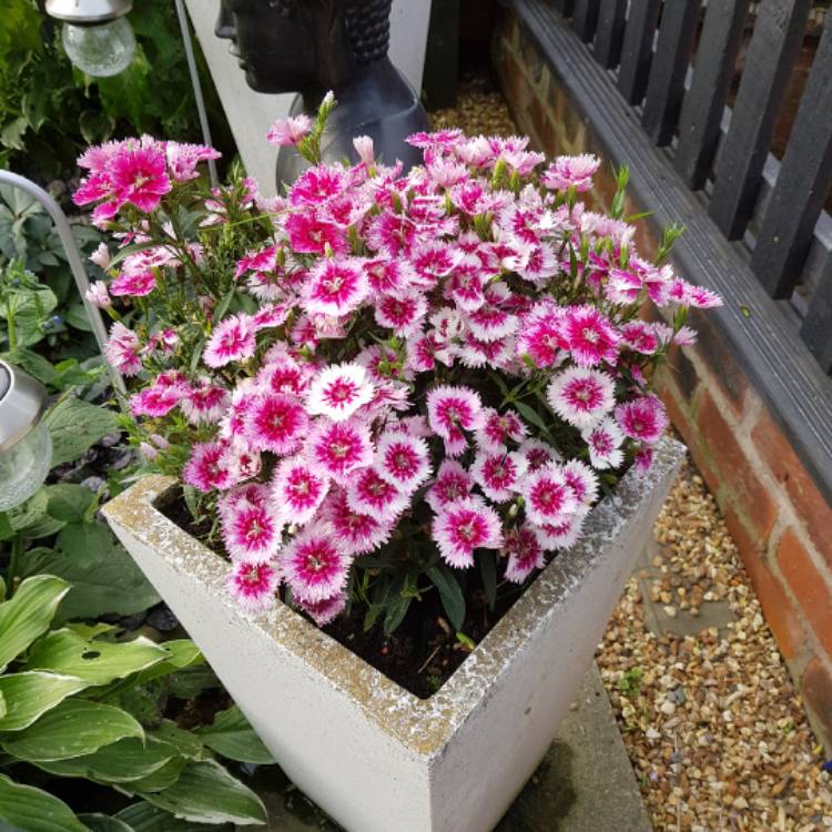 plant image 528766
