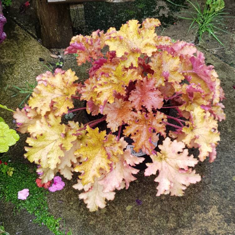 plant image 539647