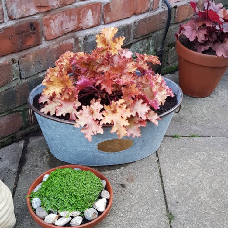 plant image 544848