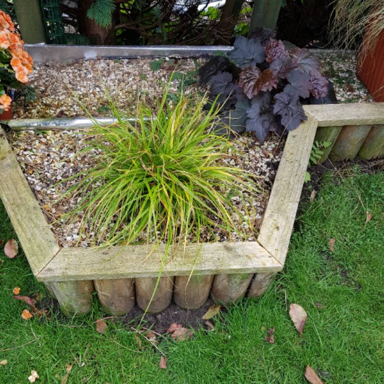 Plant image Carex oshimensis 'Everlime'