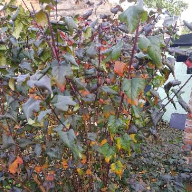 Physocarpus opulifolius 'Seward' syn. Physocarpus opulifolius 'Summer Wine'