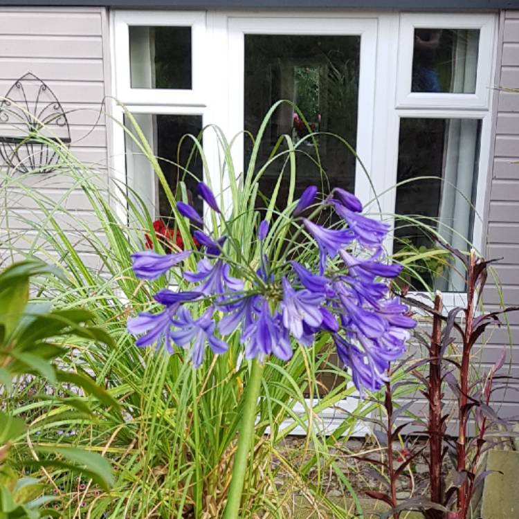 plant image 563390