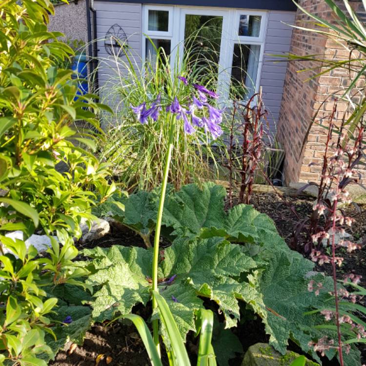 plant image 571688