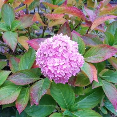 Hydrangea