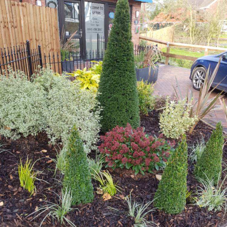 plant image 579017