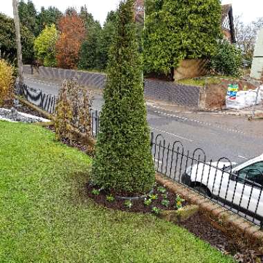 Taxus baccata