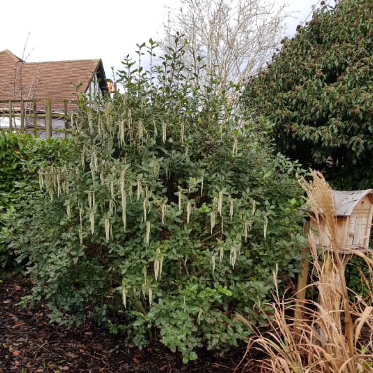 plant image 598463