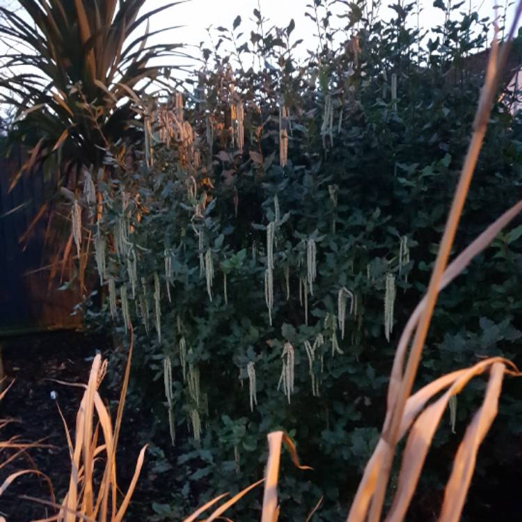 plant image 603504
