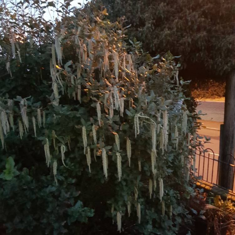 plant image 603507
