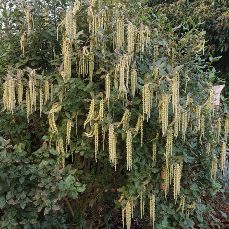 plant image 607644