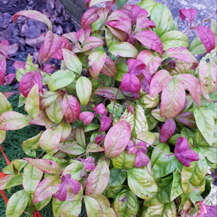plant image 608584 plant image 608584