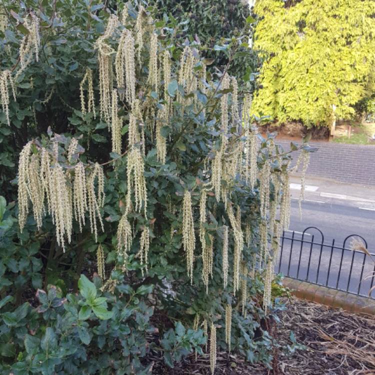 plant image 617537