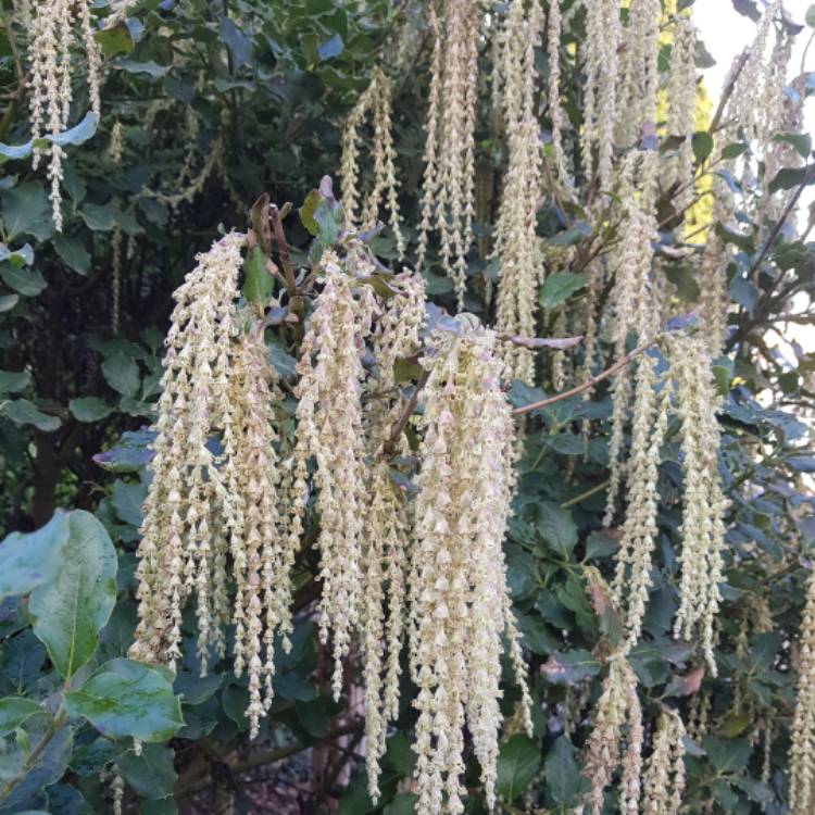 plant image 617541