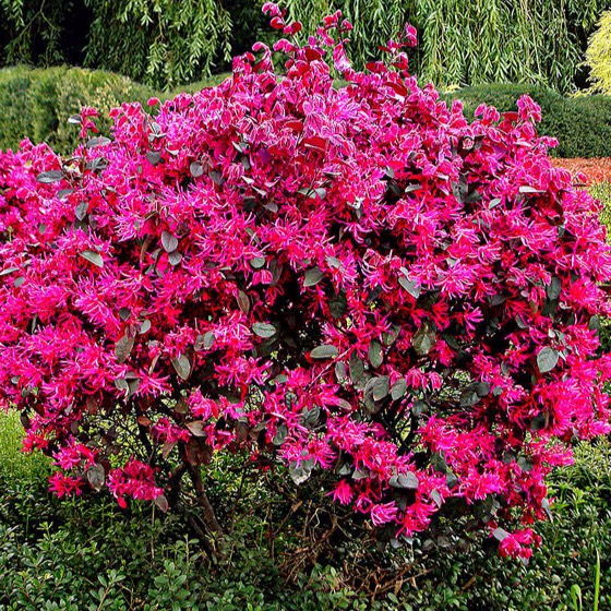 plant image 631512