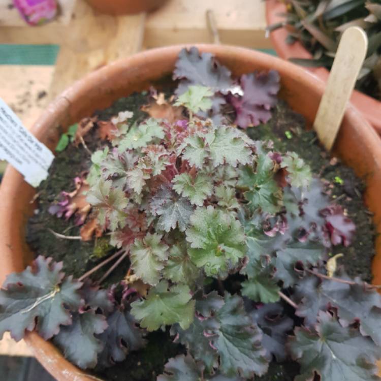 plant image 648850