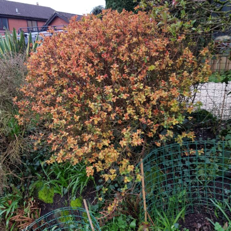 Plant image Spiraea japonica 'Firelight'