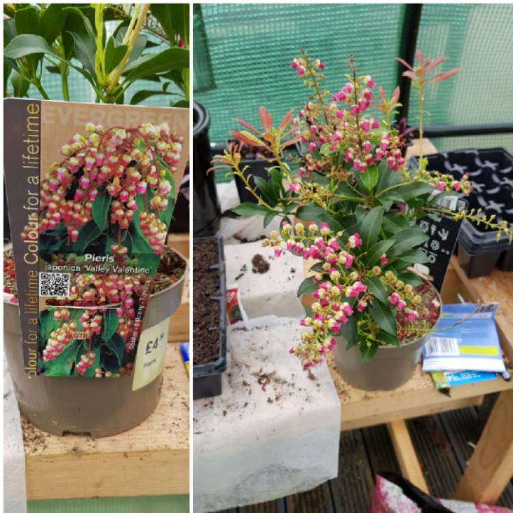Plant image Pieris japonica 'Valley Valentine'