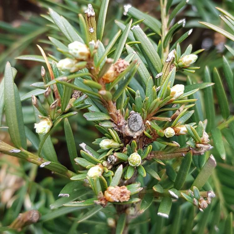 plant image 677949