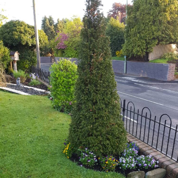 Plant image Taxus baccata