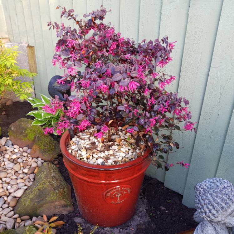 Plant image Loropetalum chinense 'Black Pearl'