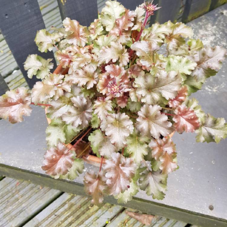plant image 694248