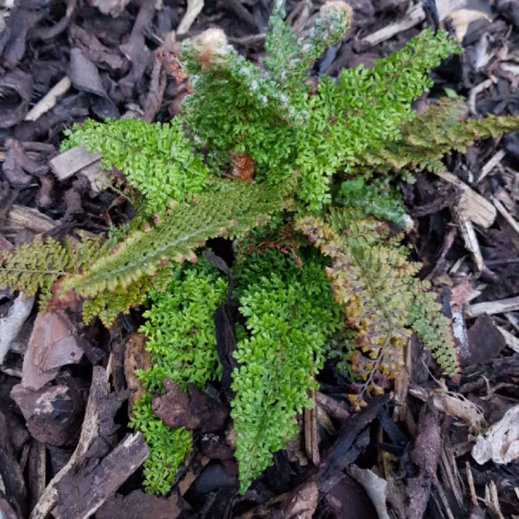 plant image 697830 plant image 697830