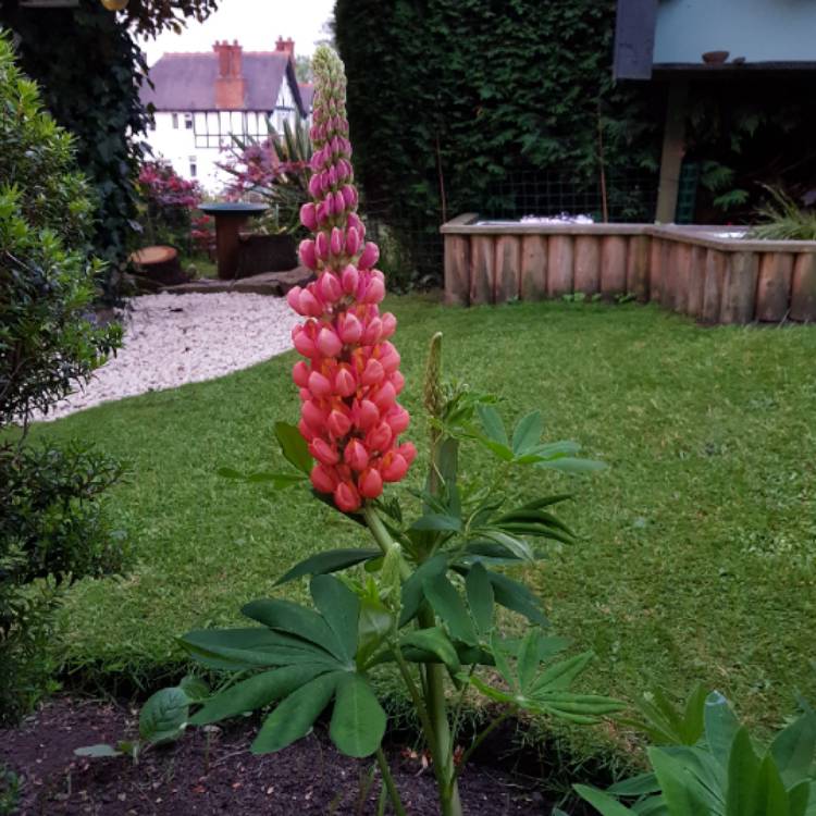 plant image 723527