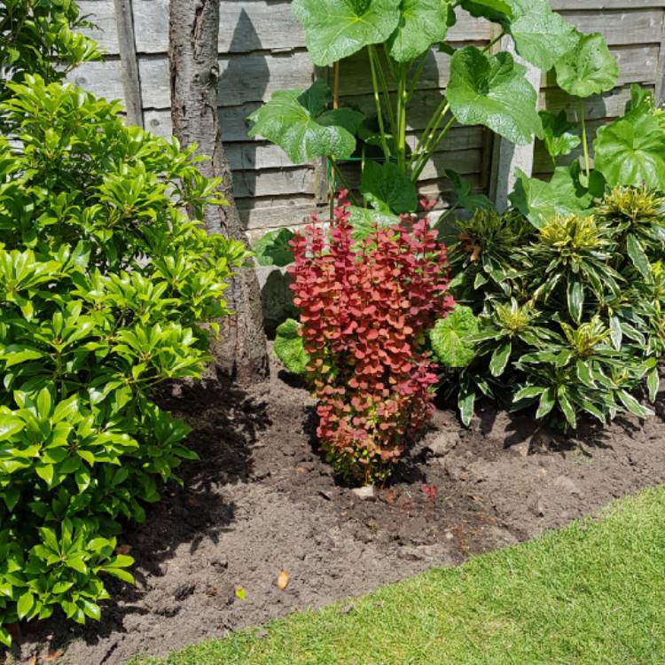 plant image 739180 plant image 739180