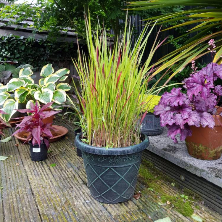 plant image 746638