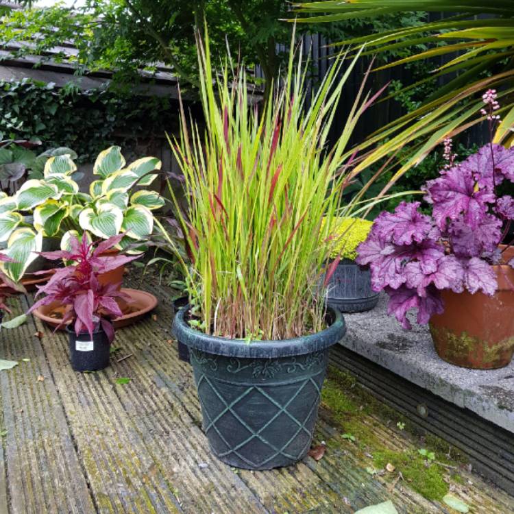 plant image 783297