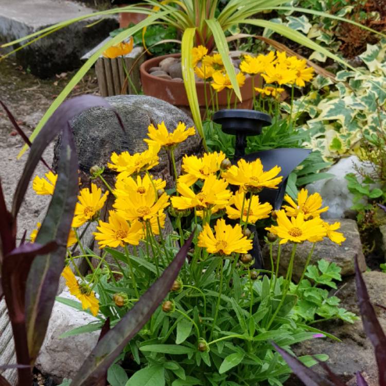 plant image 816433