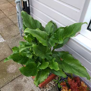 Zantedeschia aethiopica 'Crowborough'