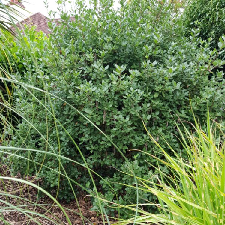 plant image 822772