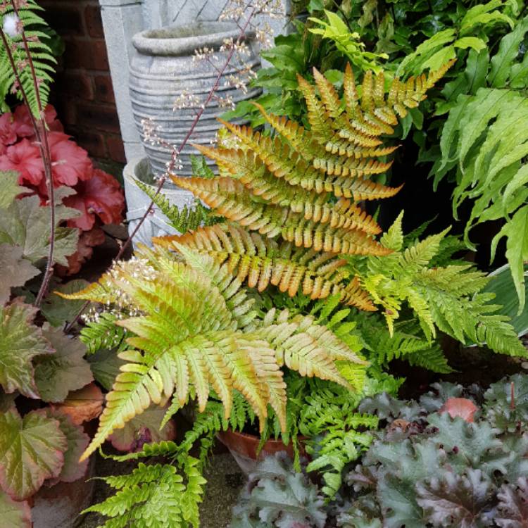 Plant image Dryopteris Erythrosora var. 'Prolifica'