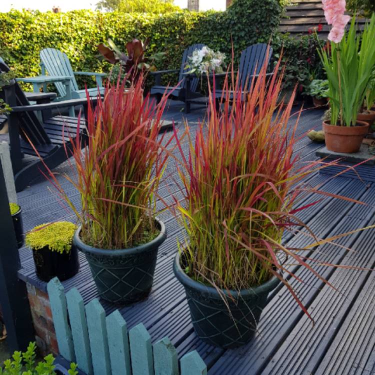 plant image 840908