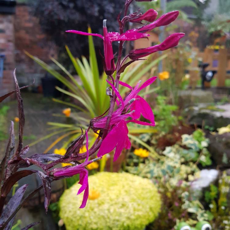 plant image 842906 plant image 842906