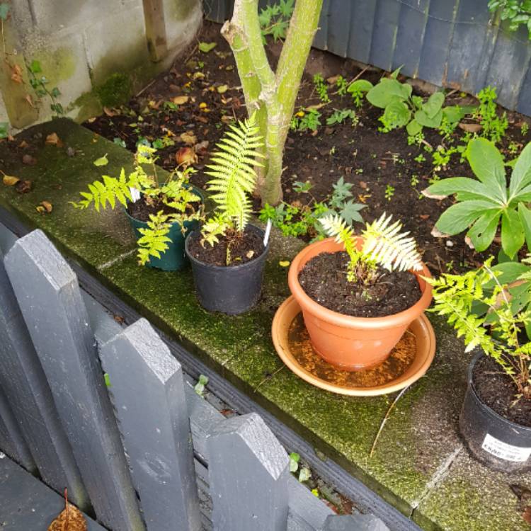 plant image 845833 plant image 845833