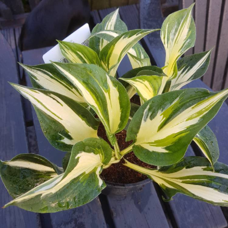 plant image 853432