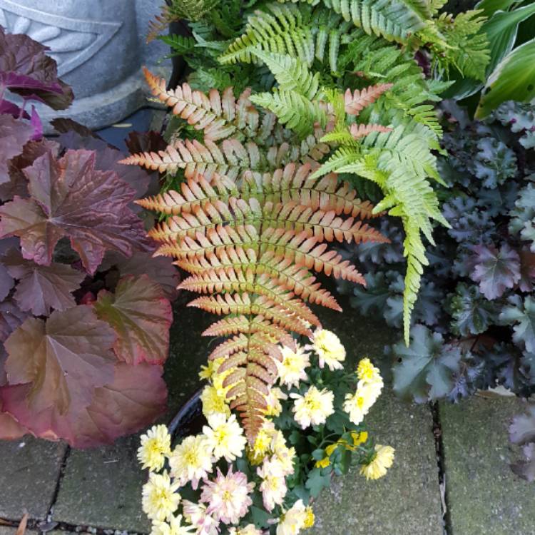 plant image 853565