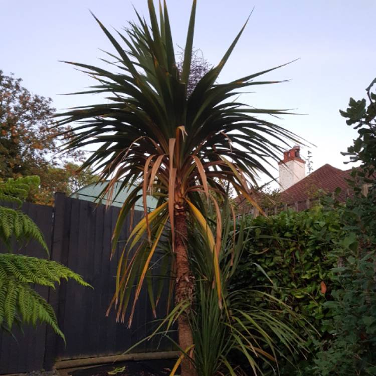 plant image 859363 plant image 859363