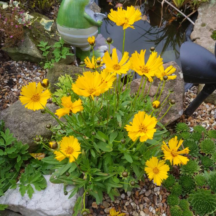 plant image 861107