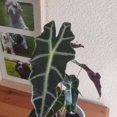 Alocasia x amazonica