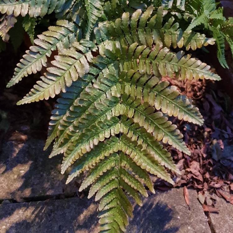 plant image 880547