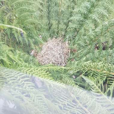 Dicksonia antarctica