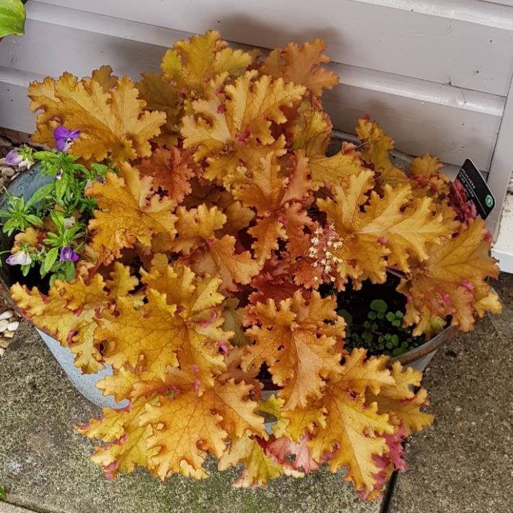 plant image 890271