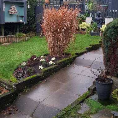 Miscanthus sinensis 'Zebrinus'