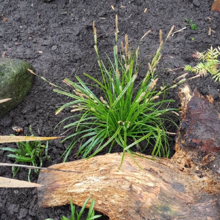 plant image 954798